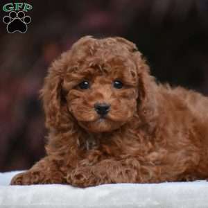 Tyson, Miniature Poodle Puppy